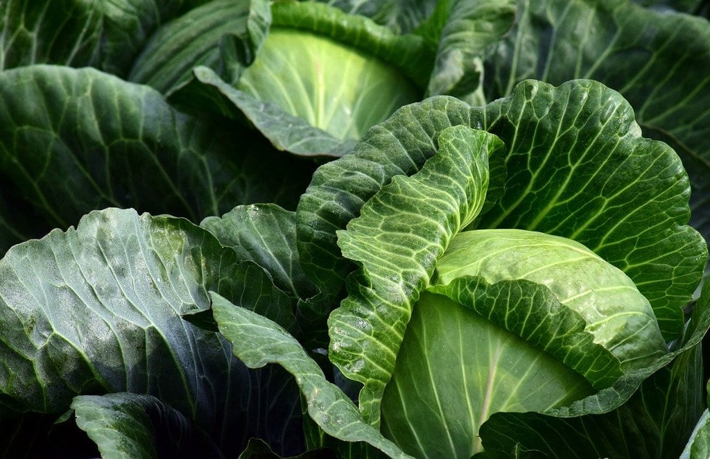 Aménager un potager chez soi pour une vie plus verte