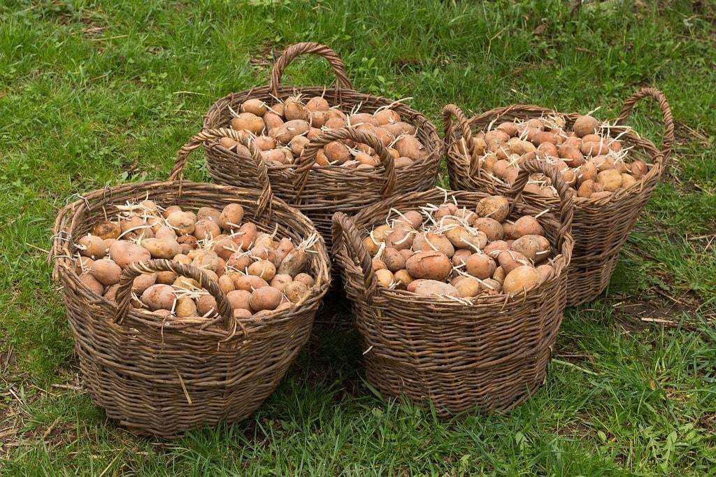 Comment démarrer un potager urbain en bac surélevé